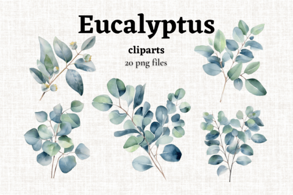 Download Watercolor Eucalyptus Leaves Clipart 20 - Premium Resources