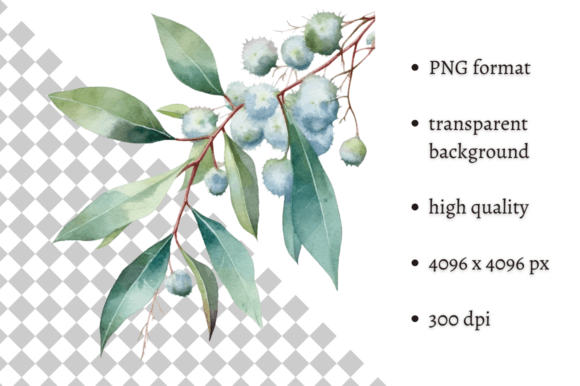 Download Watercolor Eucalyptus Leaves Clipart - Premium Bundle